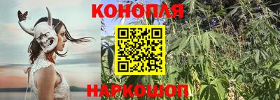 крисы Краснознаменск